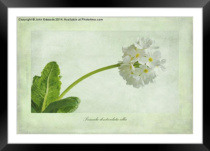 Primula denticulata alba (White Drumstick Primula) Framed Mounted Print by John Edwards