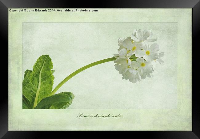 Primula denticulata alba (White Drumstick Primula) Framed Print by John Edwards