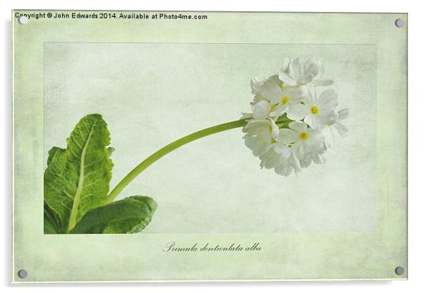 Primula denticulata alba (White Drumstick Primula) Acrylic by John Edwards