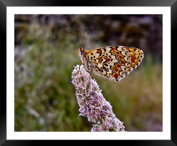 Colorful Butterfly Framed Mounted Print by Luis Lajas
