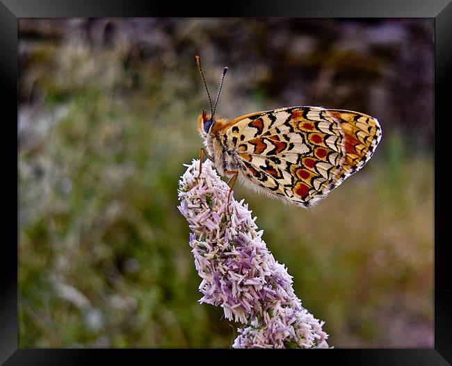 Colorful Butterfly Framed Print by Luis Lajas
