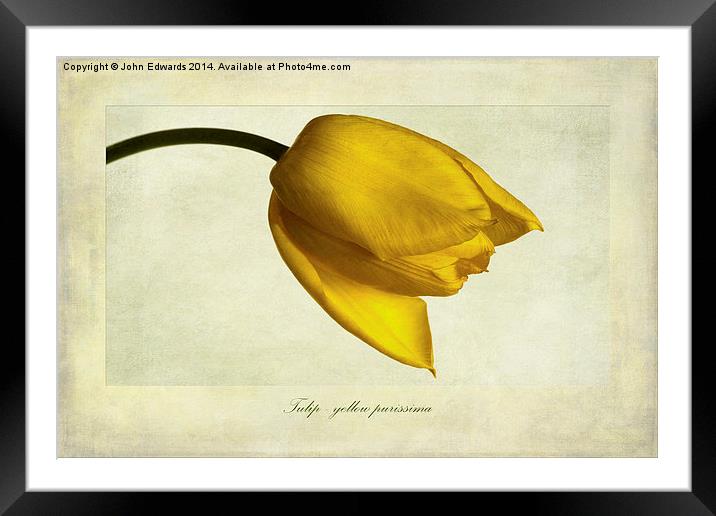 Tulip variety yellow purissima Framed Mounted Print by John Edwards