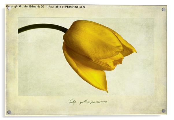 Tulip variety yellow purissima Acrylic by John Edwards