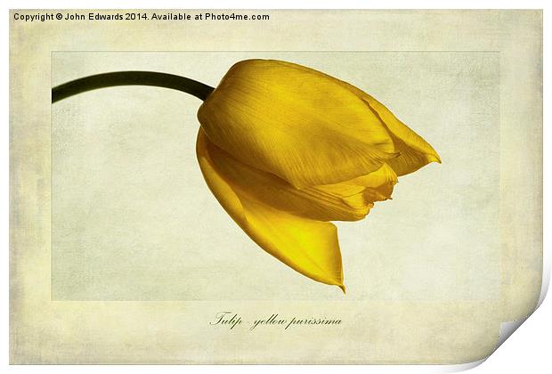 Tulip variety yellow purissima Print by John Edwards