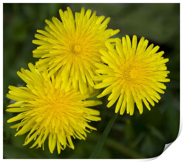 Dandelions Print by Dave Holt