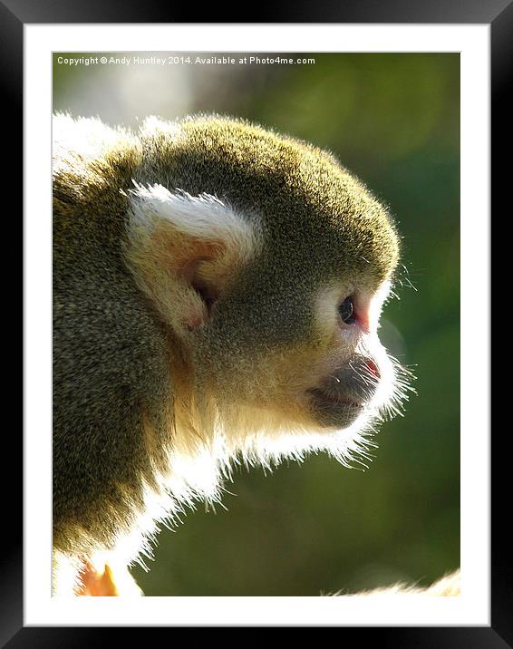 Squirrel Monkey Framed Mounted Print by Andy Huntley