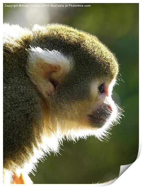 Squirrel Monkey Print by Andy Huntley