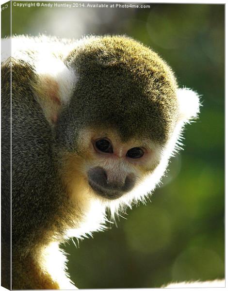 Squirrel Monkey Canvas Print by Andy Huntley