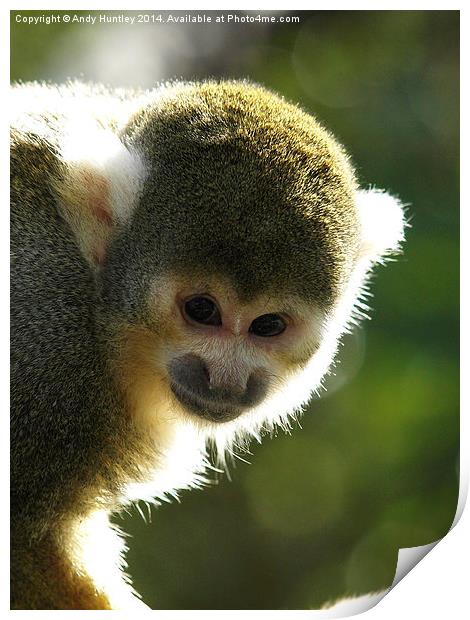 Squirrel Monkey Print by Andy Huntley