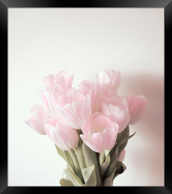 Simple Shade of Pink Framed Print by Alexia Miles