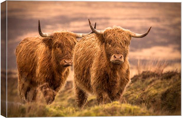 Highland Cattle Canvas Print by Debbie Metcalfe
