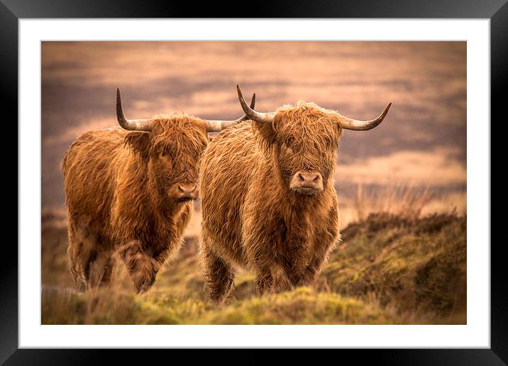 Highland Cattle Framed Mounted Print by Debbie Metcalfe