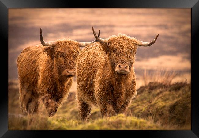Highland Cattle Framed Print by Debbie Metcalfe