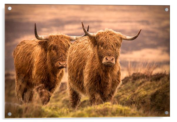 Highland Cattle Acrylic by Debbie Metcalfe