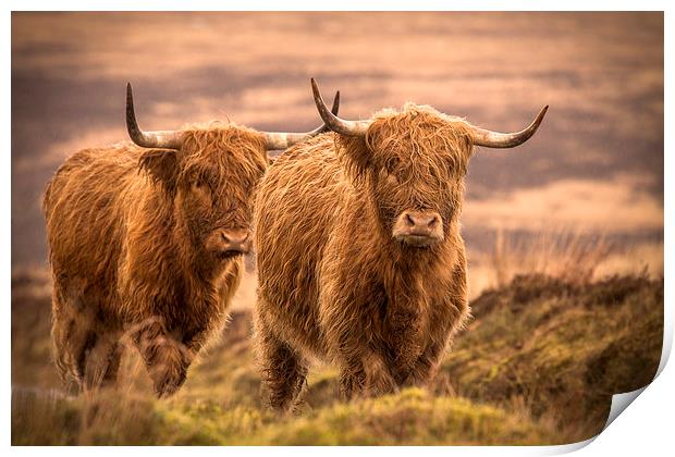 Highland Cattle Print by Debbie Metcalfe