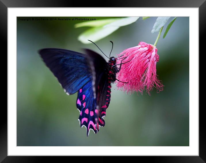 Pink Cattleheart Butterfly Framed Mounted Print by Zoe Ferrie