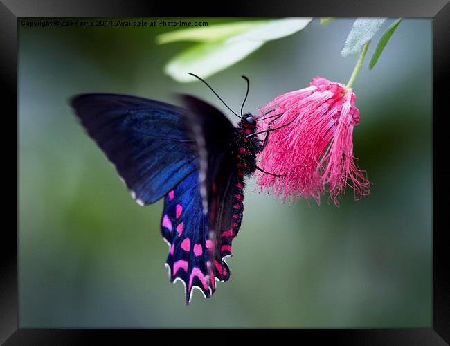 Pink Cattleheart Butterfly Framed Print by Zoe Ferrie