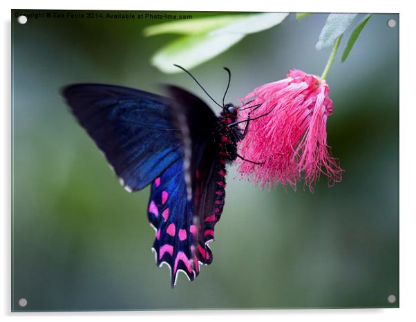 Pink Cattleheart Butterfly Acrylic by Zoe Ferrie