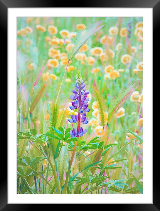 Wildflower Meadow - Central California Framed Mounted Print by Ram Vasudev