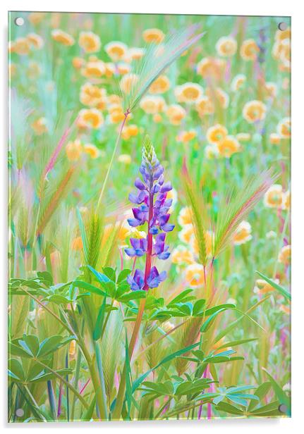 Wildflower Meadow - Central California Acrylic by Ram Vasudev