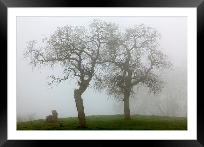 Dancing Oaks In Fog - Central California Framed Mounted Print by Ram Vasudev