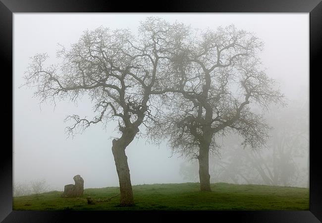 Dancing Oaks In Fog - Central California Framed Print by Ram Vasudev
