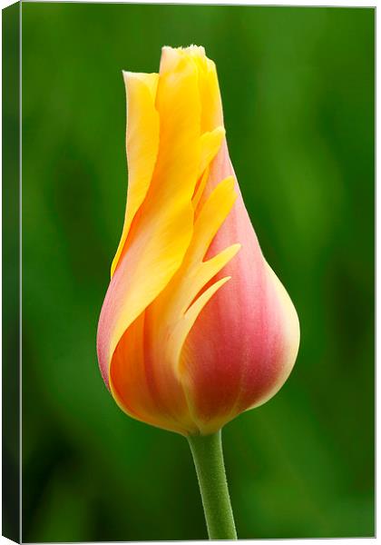 Delicate folds of a tulip Canvas Print by Ram Vasudev