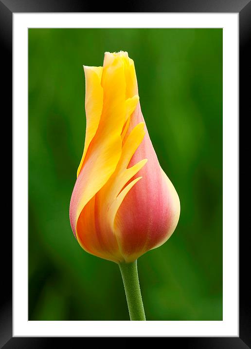 Delicate folds of a tulip Framed Mounted Print by Ram Vasudev