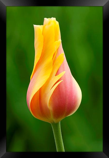 Delicate folds of a tulip Framed Print by Ram Vasudev