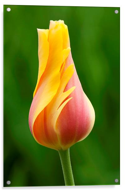 Delicate folds of a tulip Acrylic by Ram Vasudev