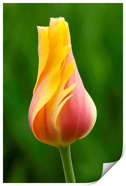 Delicate folds of a tulip Print by Ram Vasudev