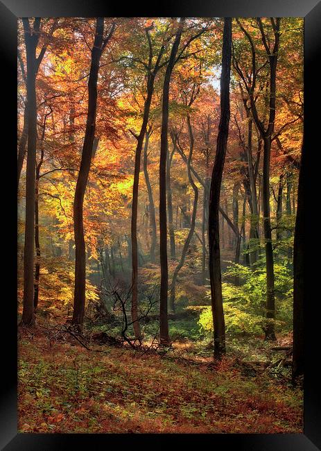 Blazing Autumn Woods Framed Print by Ceri Jones