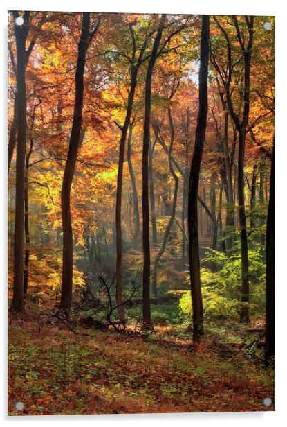Blazing Autumn Woods Acrylic by Ceri Jones