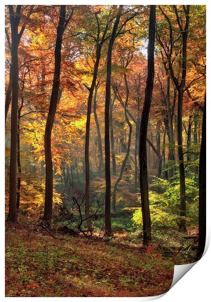 Blazing Autumn Woods Print by Ceri Jones