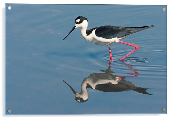 Black-necked Stilt - Huntington Beach California Acrylic by Ram Vasudev