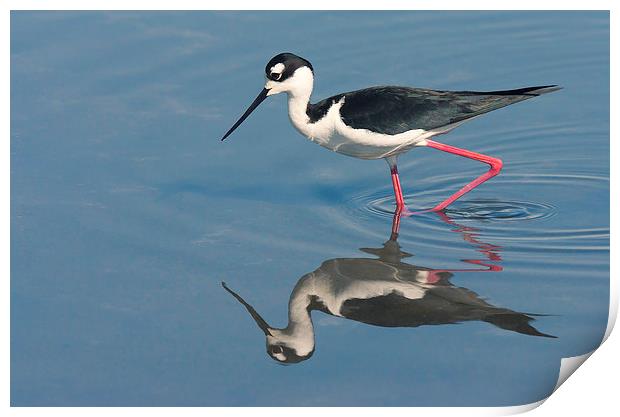 Black-necked Stilt - Huntington Beach California Print by Ram Vasudev