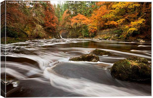 Dunkeld Hermitage. Canvas Print by Tommy Dickson