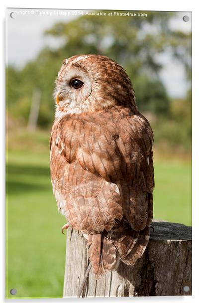 Tawny Owl Acrylic by Tommy Dickson