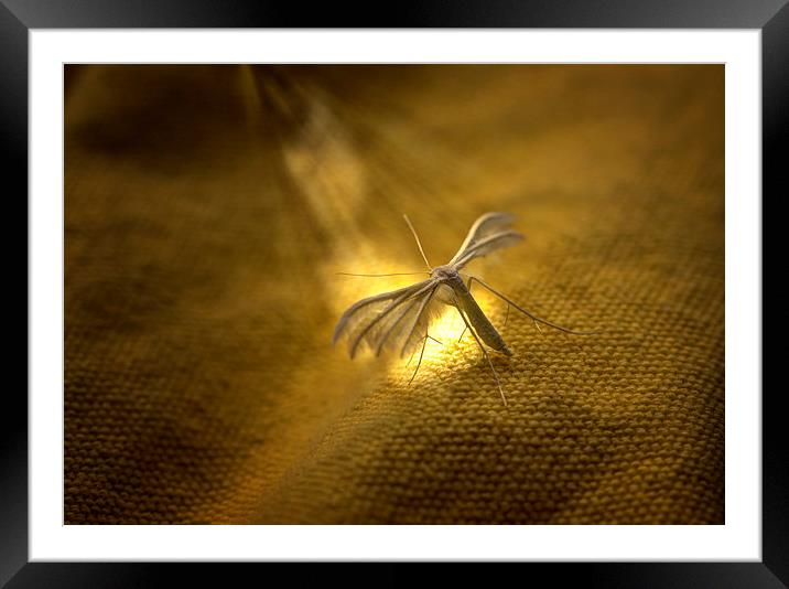 White Plume Moth Framed Mounted Print by Nigel Bangert