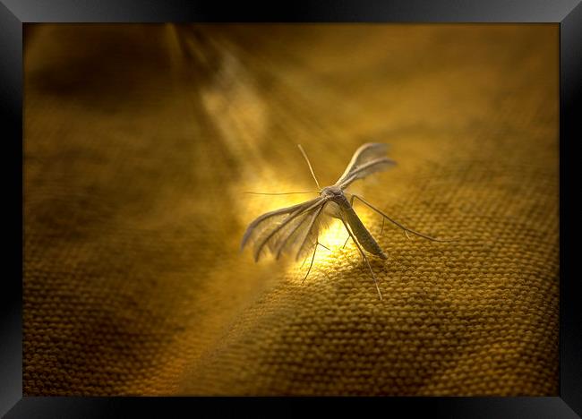White Plume Moth Framed Print by Nigel Bangert