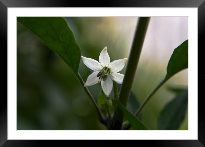 Thai Chilli Flower Framed Mounted Print by Hugh Fathers