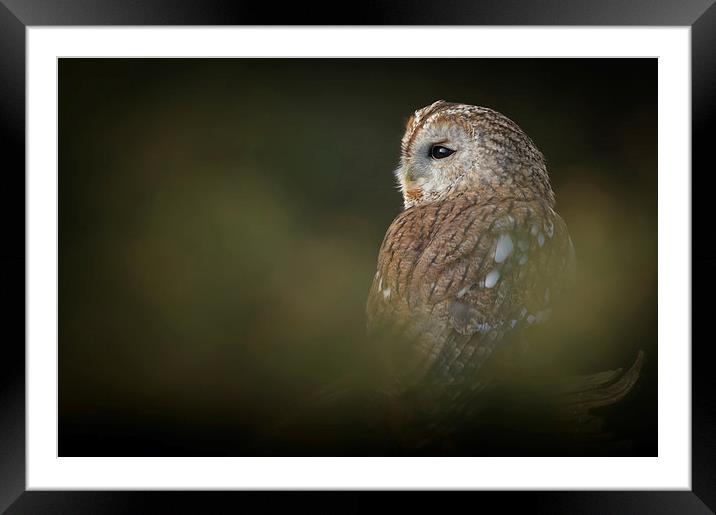 Tawny Owl Framed Mounted Print by Natures' Canvas: Wall Art  & Prints by Andy Astbury