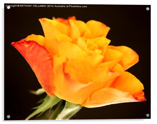 ORANGE ROSE Acrylic by Anthony Kellaway
