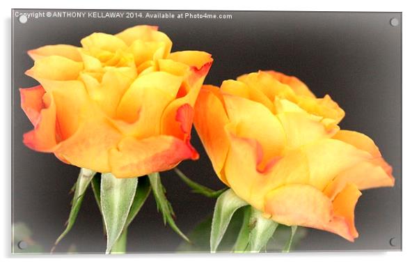 ORANGE ROSES Acrylic by Anthony Kellaway