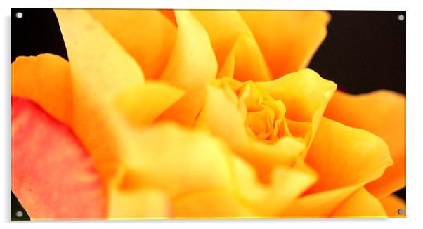 ORANGE ROSE MACRO Acrylic by Anthony Kellaway