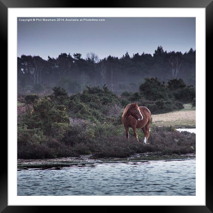 New Forest Pony Framed Mounted Print by Phil Wareham