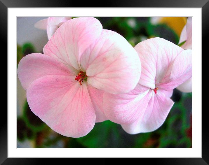 Pink and white Geranium Framed Mounted Print by james richmond