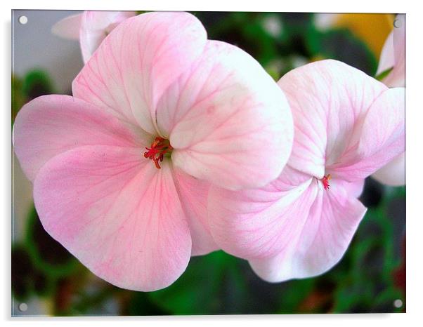 Pink and white Geranium Acrylic by james richmond
