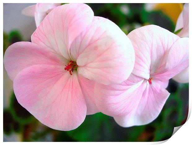 Pink and white Geranium Print by james richmond