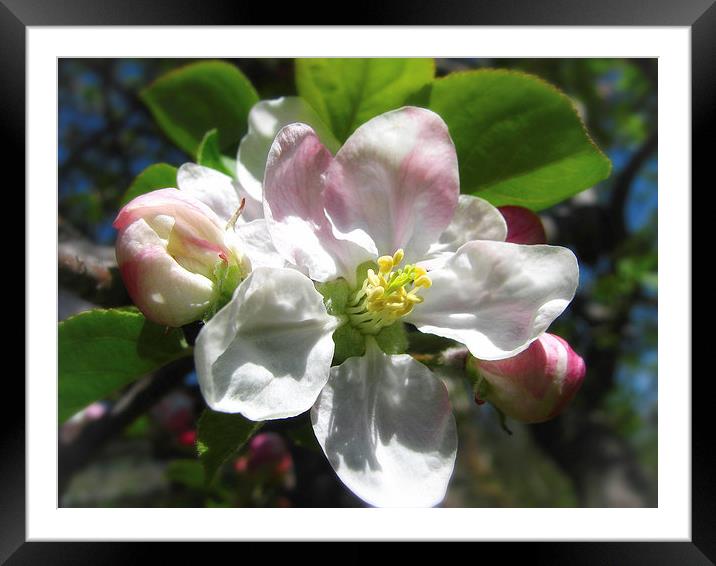 Apple Blossom Framed Mounted Print by Mary Lane